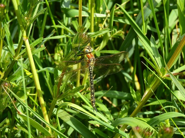 Brachytron pratense - szőrös karcsúacsa