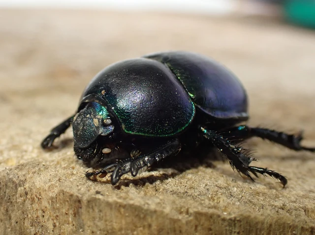 Trypocopris vernalis - tavaszi álganéjtúró