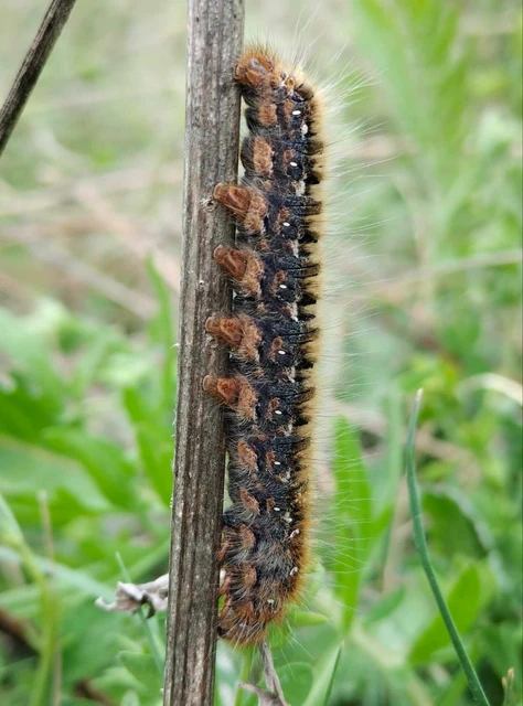 Lasiocampa quercus - tölgyfaszövő