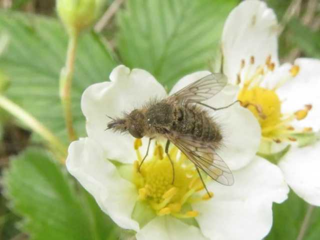 Conophorus