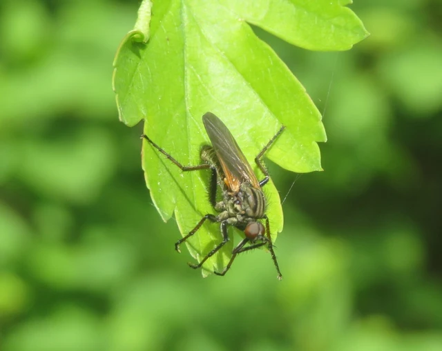 Empididae - táncoslegyek