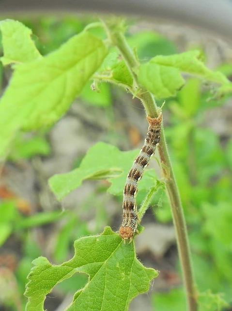 Erannis defoliaria - nagy téliaraszoló