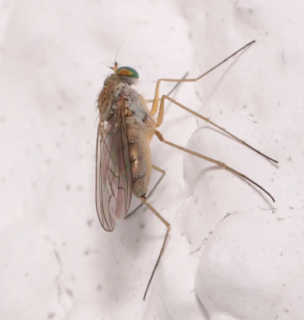 Dolichopodidae - szúnyoglábú legyek