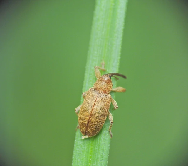 Curculionidae - ormányosbogár-félék