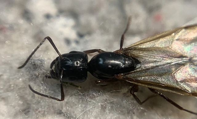 Camponotus fallax - ligeti lóhangya