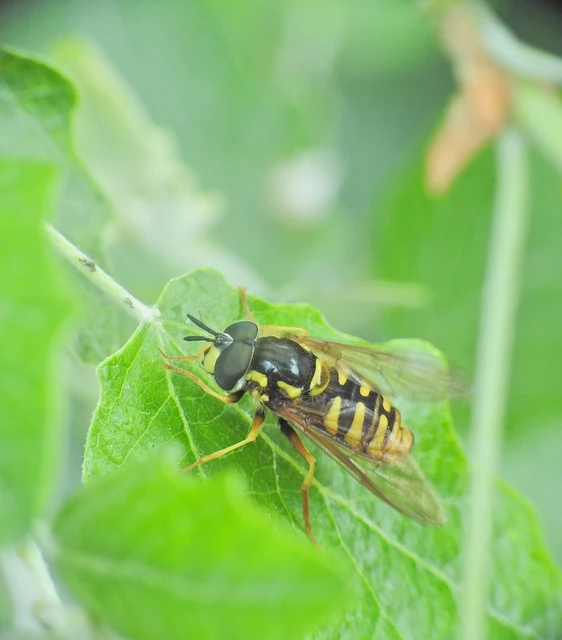 Chrysotoxum