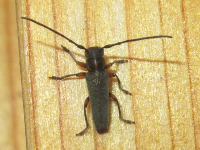 Phytoecia pustulata - parányi fűcincér