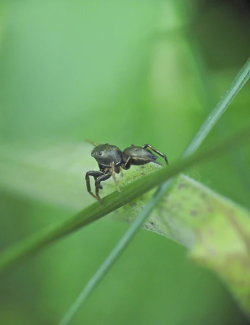 Heliophanus