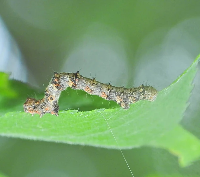 Apocheima pilosaria - zöldes tavasziaraszoló