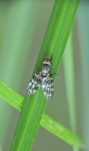 Otites centralis/guttata