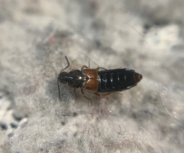 Aleochara erythroptera - vörösszárnyú fürkészholyva