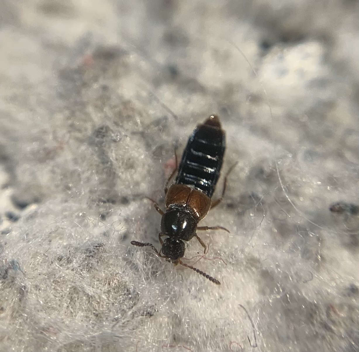 Aleochara erythroptera - vörösszárnyú fürkészholyva