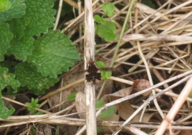 Triplasius pictus