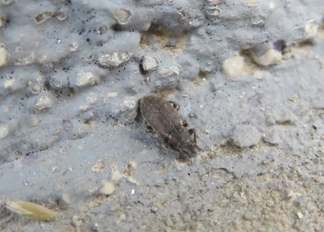 Tanymecus palliatus - közönséges hegyesfarúbarkó