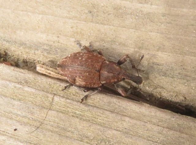 Lepyrus armatus - tompafogú fűzormányos