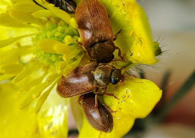 Byturus ochraceus - gyömbérgyökérbogár
