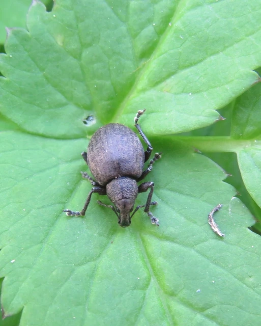Liophloeus