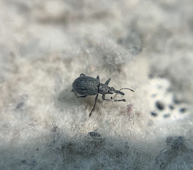 Hemitrichapion pavidum - koronafürt-cickányormányos