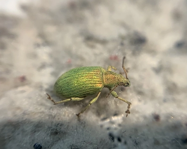 Phyllobius virideaeris - halványzöld levélormányos