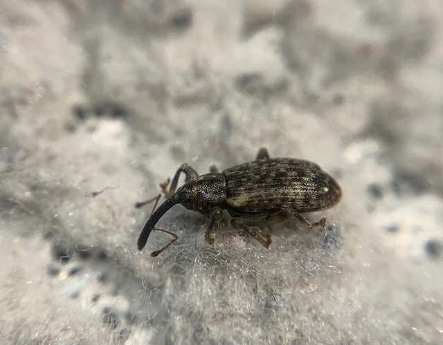 Dorytomus dejeani - közönséges hangormányos