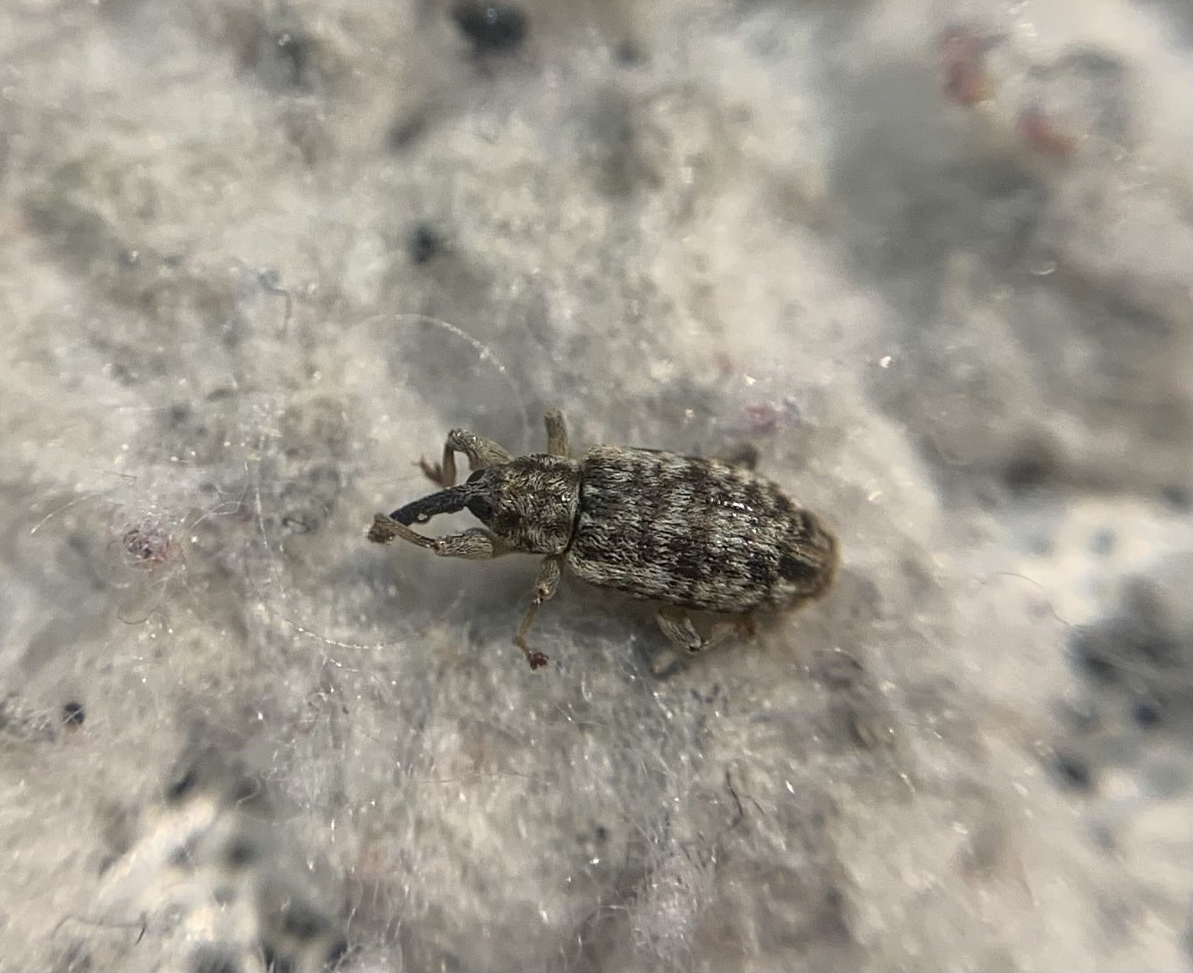 Dorytomus suratus - sárgalábú hangormányos