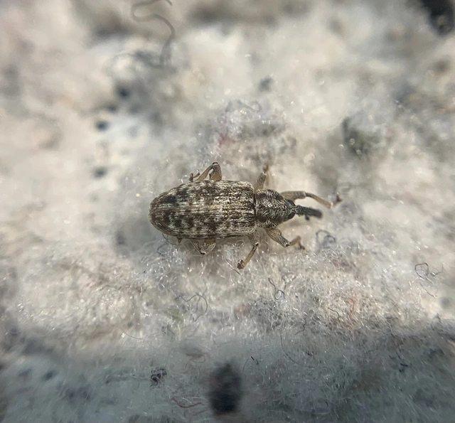 Dorytomus suratus - sárgalábú hangormányos