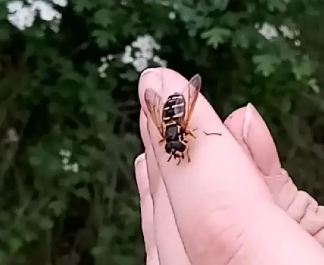 Chrysotoxum