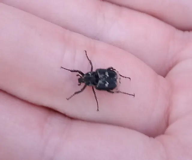Valgus hemipterus - suta virágbogár