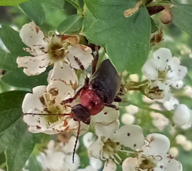 Cantharis rustica - suszterbogár
