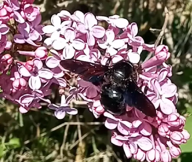 Xylocopa