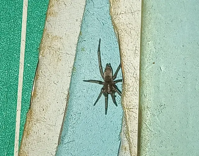 Drassodes/Drassodex