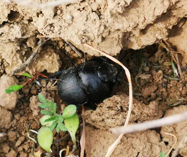 Lethrus apterus - nagyfejű csajkó