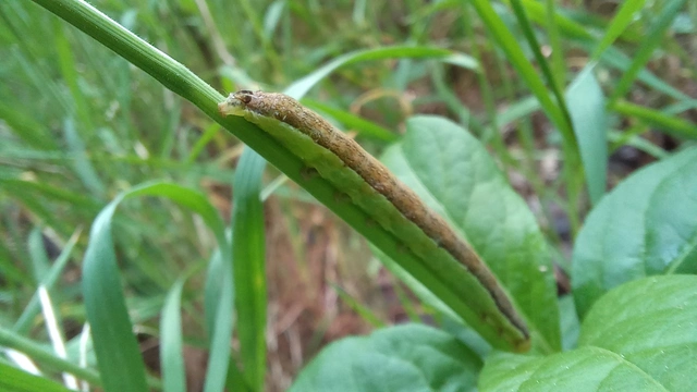 Polymixis polymita - kankalin-tarkabagoly