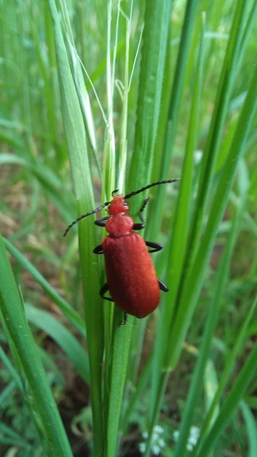 Pyrochroa serraticornis - közép-bíborbogár