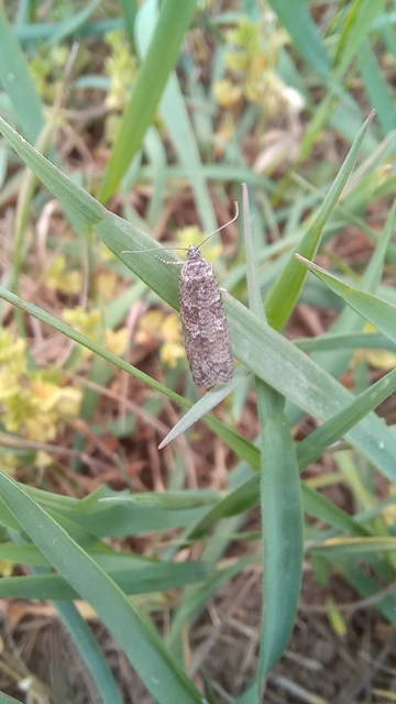Cnephasia