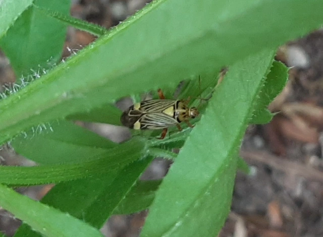 Rhabdomiris striatellus - zebra-mezeipoloska