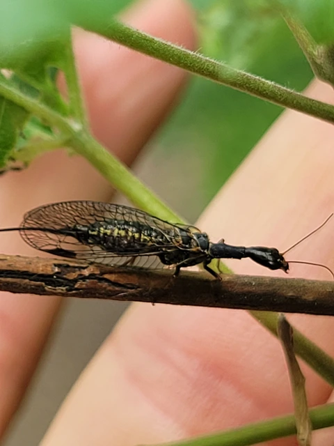 Raphidioptera - Tevenyakú-fátyolkák