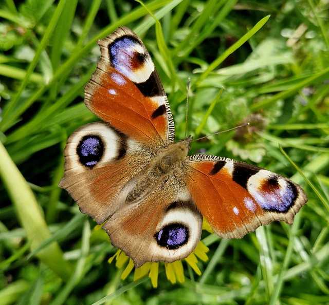 Nymphalis io - nappali pávaszem