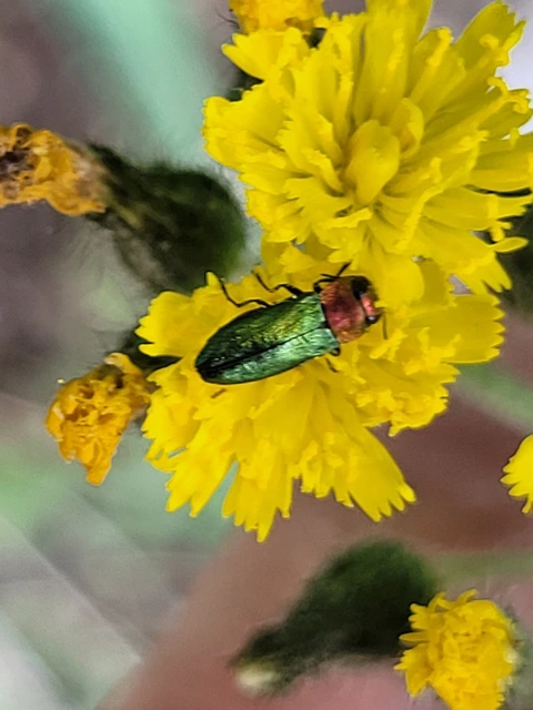 Anthaxia nitidula - ragyogó virágdíszbogár