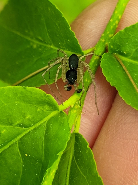 Philodromus dispar - lomb karolópók