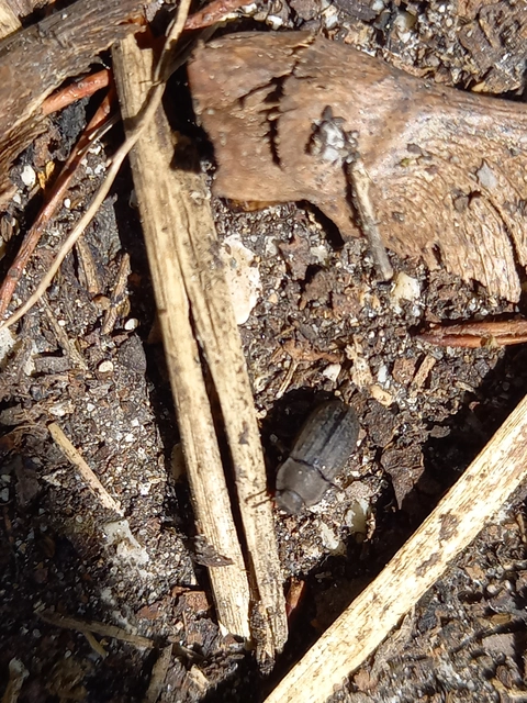 Gonocephalum granulatum pusillum