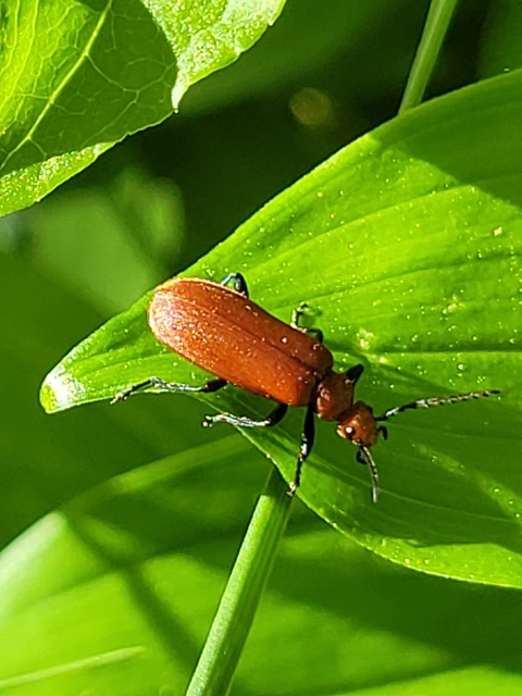 Pyrochroa serraticornis - közép-bíborbogár