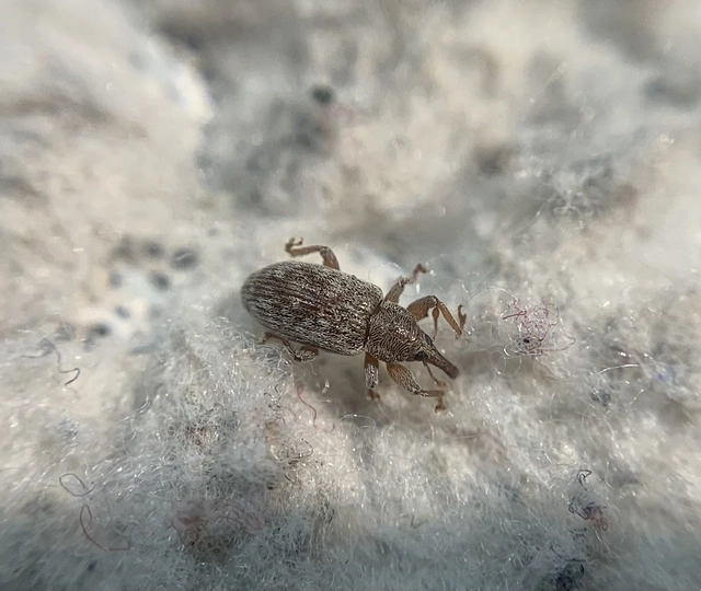 Dorytomus villosulus - sárgás hangormányos