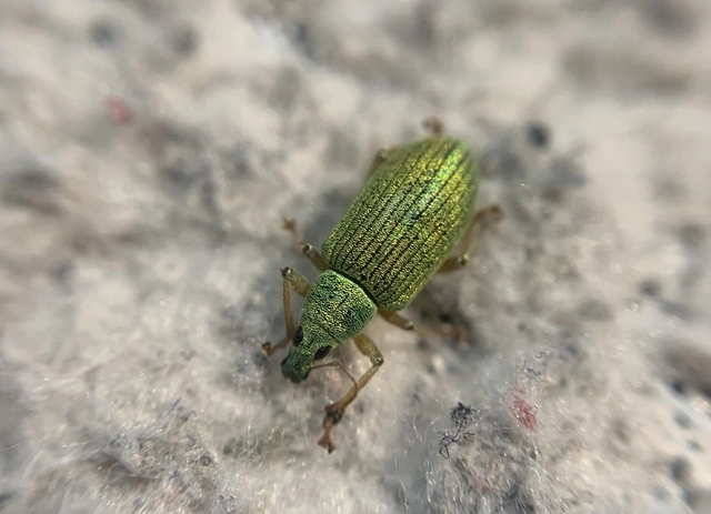 Polydrusus formosus - selymes lombormányos