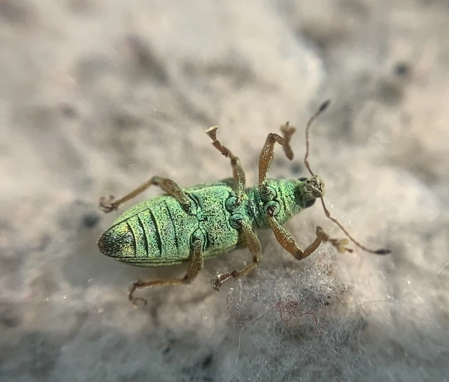 Polydrusus formosus - selymes lombormányos