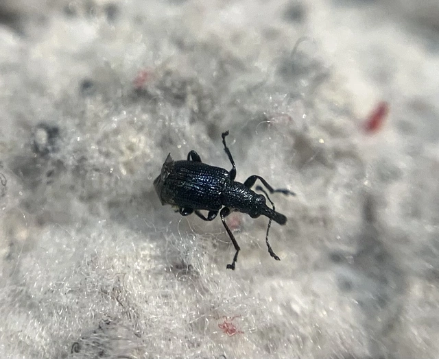 Temnocerus coeruleus - fogacskás törpeeszelény