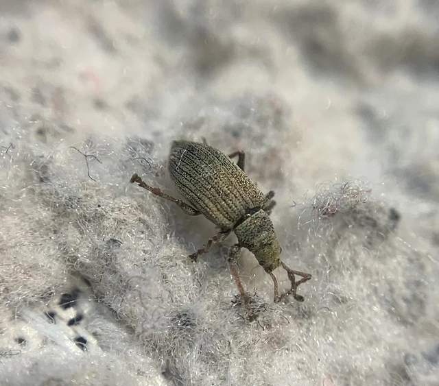 Phyllobius pallidus - tölgy-levélormányos