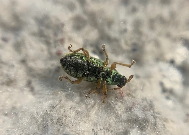 Phyllobius seladonius - kardlábú levélormányos