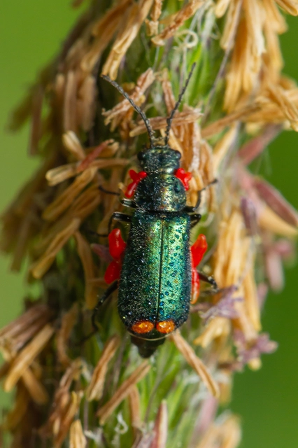 Malachius bipustulatus - kétfoltos bibircsesbogár