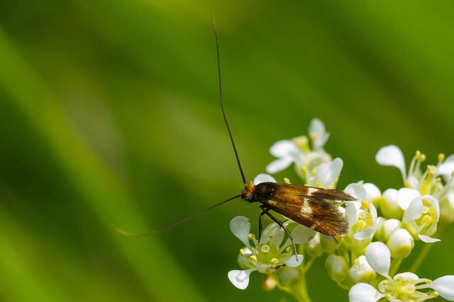 Adelidae - hosszúcsápú-tőrösmolyfélék